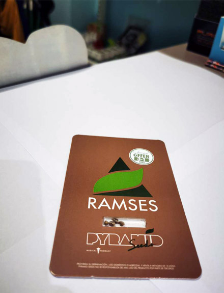 Ramses | Pyramid Seeds