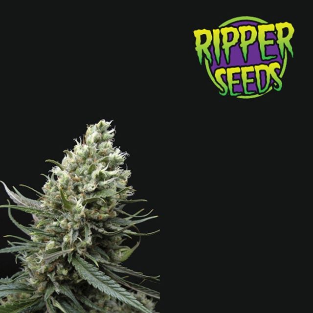 Its aroma, unmistakable flavor to citrus Haze and